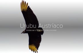 3.11.16: Urubu Austríaco